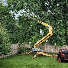 Best Tree and Shrub Care  in Thomaston, NY