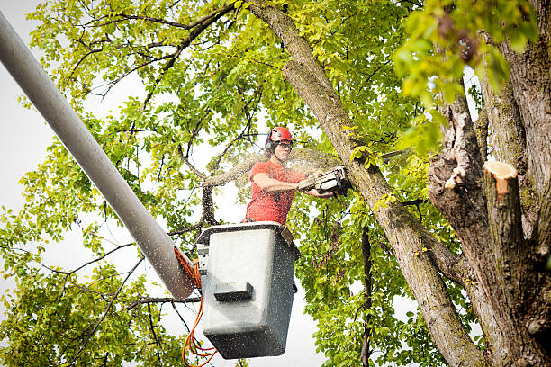 Professional  Tree Services in Thomaston, NY